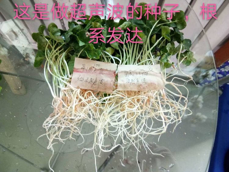 新疆省庫爾勒市棉花種植田間調(diào)查觀摩會