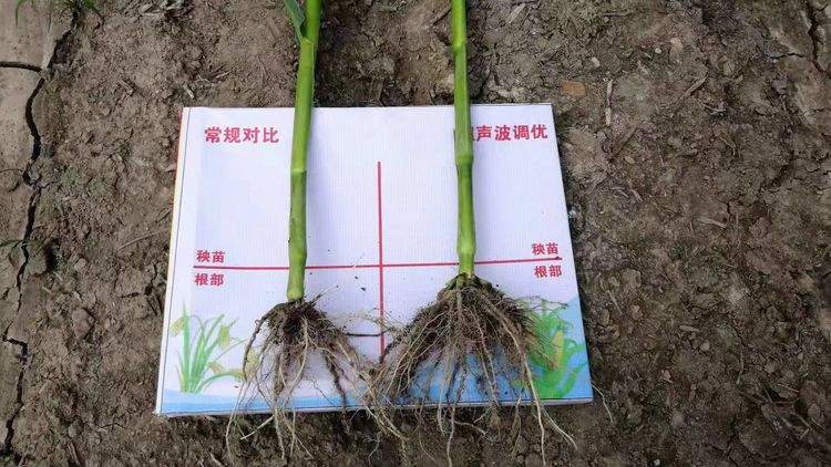 黑龍江省佳木斯市饒河縣大通河鄉(xiāng)興隆村超聲玉米田田間調(diào)查