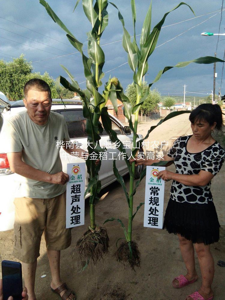 黑龍江雙鴨山市與佳木斯市的超聲波玉米、水稻種植田調(diào)查