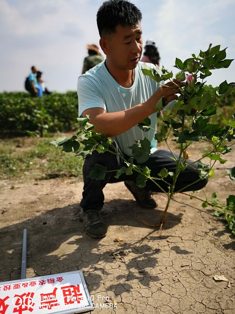 7月新疆超聲波棉花田田間調(diào)查