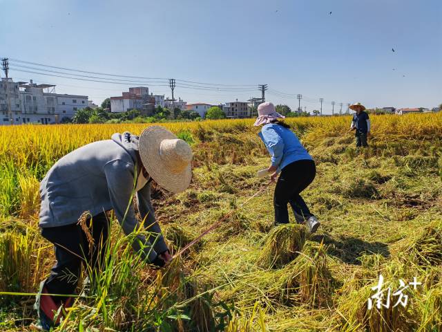 超聲種子增產(chǎn)預(yù)處理后，廣東興寧雙季絲苗香米突破畝產(chǎn)1446.18公斤，再創(chuàng)世界紀(jì)錄！